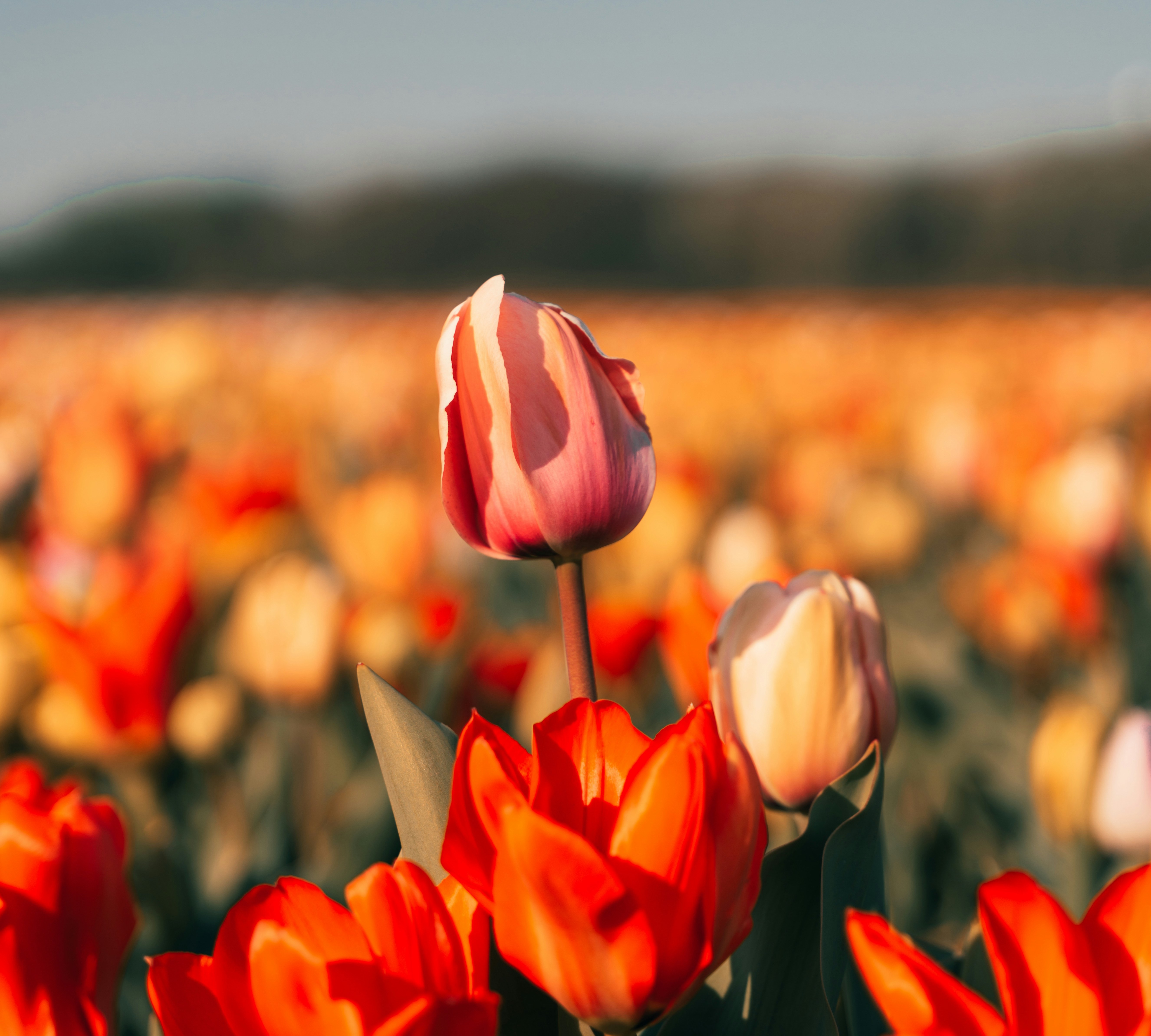 Bollenstreek tulip fields in bloom
