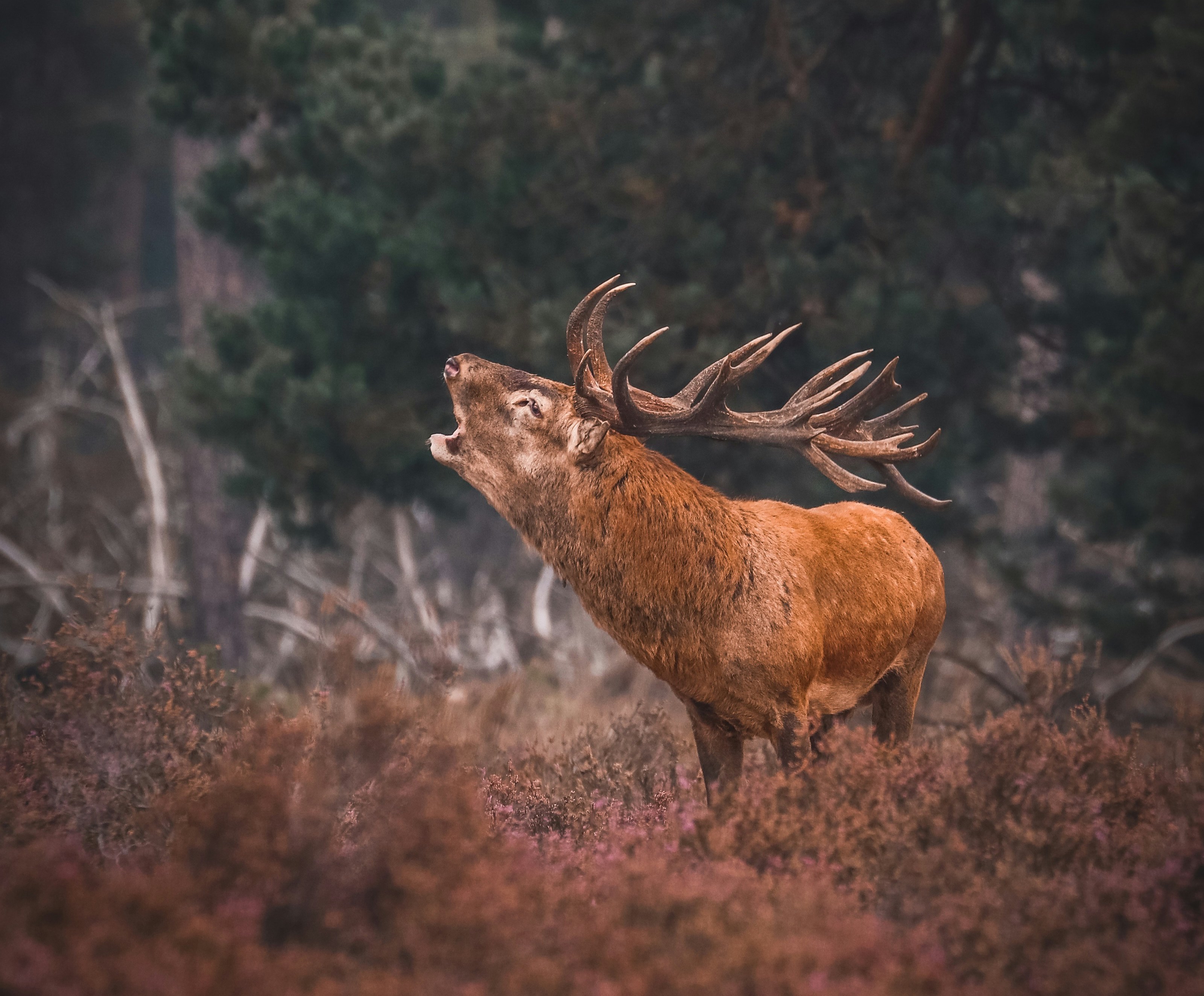 Veluwe forest and heathland
